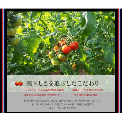 高知産フルーツトマト「メルベーユ」約1.5kg【SKS021】