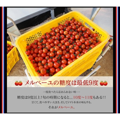 高知産フルーツトマト「メルベーユ」約1.5kg【SKS021】