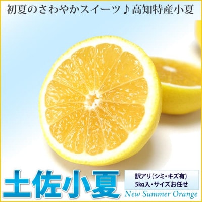 訳あり 土佐小夏　5kg・サイズお任せ【SKS013】