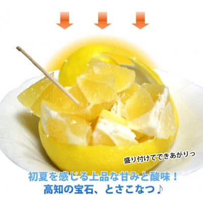 訳あり 土佐小夏　5kg・サイズお任せ【SKS013】