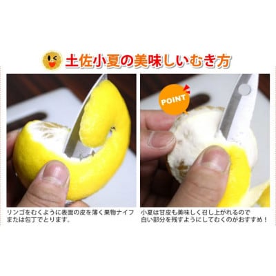 《ご贈答用》土佐小夏　5kg・サイズ2S～L【SKS014】