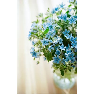 【毎月定期便】芸西村産生花ブルースター花束ブーケ　初回花瓶付毎回延命剤付【t180tmf】　全12回