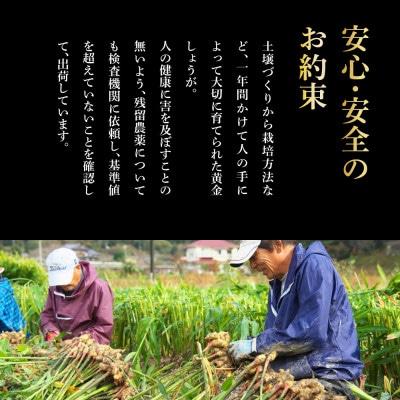 高知県産　黄金しょうが　4kg【SNS002】