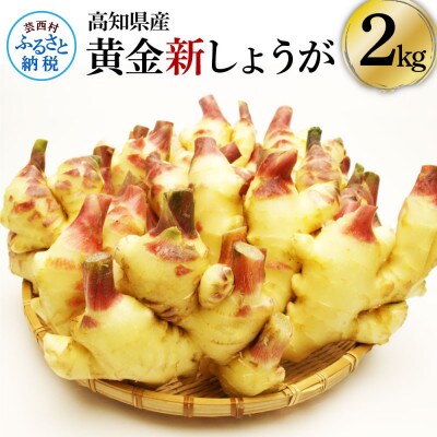 高知県産　ハウス黄金新しょうが　2kg【SNS003】