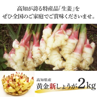 高知県産　ハウス黄金新しょうが　2kg【SNS003】