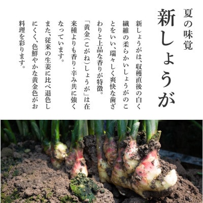 高知県産　ハウス黄金新しょうが　2kg【SNS003】