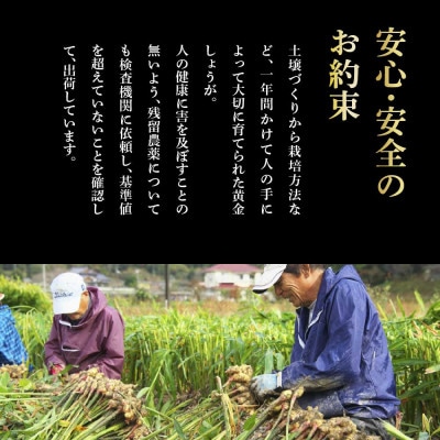 黄金しょうが粉末　50g×10袋【SNS022】