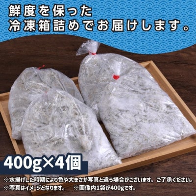 【訳あり】釜揚げしらす　400g×4個【MMK004】