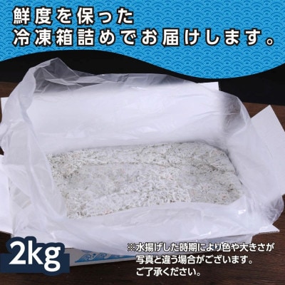 【訳あり】釜揚げしらす　2kg【MMK006】