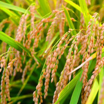 令和7年産　無洗米コシヒカリ3キロ