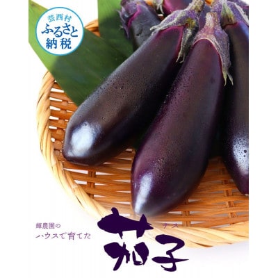 茄子(1本約70g)19本～22本入り【KYN001】