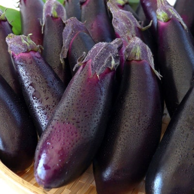 茄子(1本約70g)19本～22本入り【KYN001】