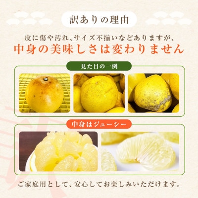 【訳あり】土佐文旦 家庭用 (M～5L混合サイズ) 約10kg 大玉入り【TSM004】