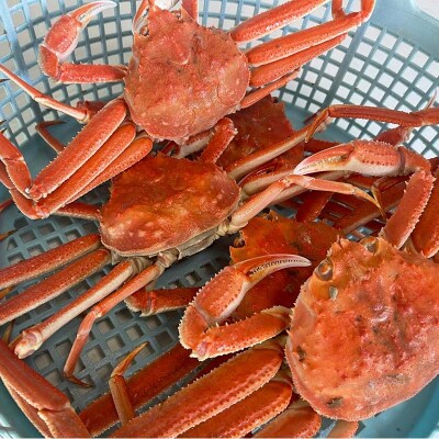 (茹でたて!!未冷凍!!)(訳あり)北海道産・大ずわいかに6～9尾入 F4F-8030