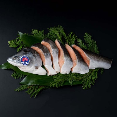 【目利きの達人セレクト】天然 時不知 (トキシラズ) 白鮭 1尾 希少 初夏の鮭 F5F-0073