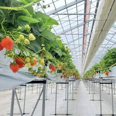 ＜無地熨斗あり＞2026年先行予約 北海道産いちご すずあかね 32～60粒×2箱 F5F-0107