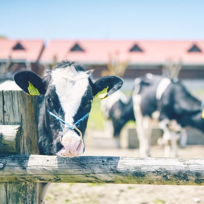 【低温殺菌】 ノンホモ 牛乳 伊都物語 800ml × 4本 [AFB004]