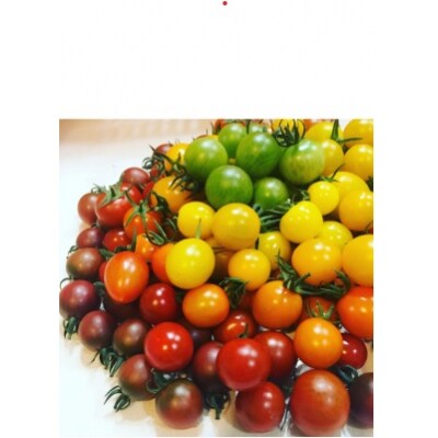 〈2026年1月より順次発送〉アルテminiの宝石箱 約1kg×1箱 フルーツトマト