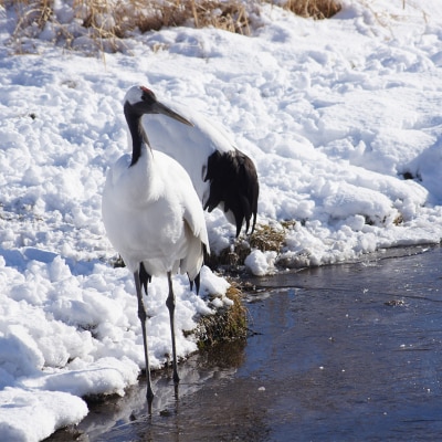 感動の丹頂観察のたび (普通車) 釧路湿原 釧路市 旅行 トラベル 空港 市内観光 F4F-7967