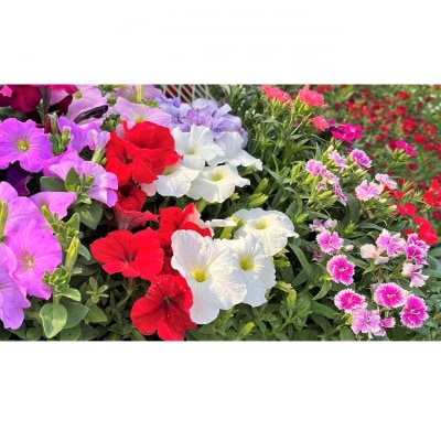 春 の 花苗 おすすめ セット 24ポット(4～6月発送) [NO5765-1056]