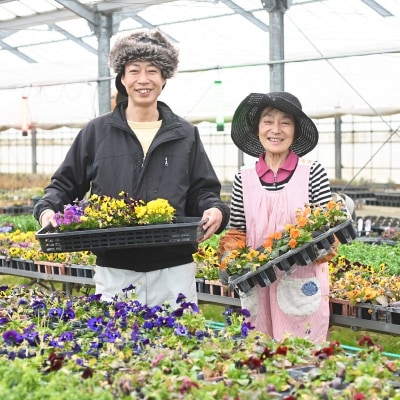 春 の 花苗 おすすめ セット 24ポット(4～6月発送) [NO5765-1056]