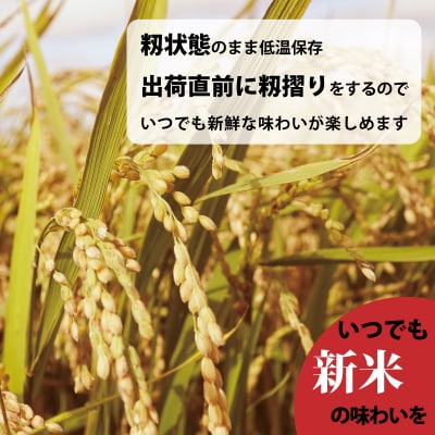 【令和7年産】定期便 無洗米 11kg 3回 籾貯蔵今摺米きたくりん【A-007】