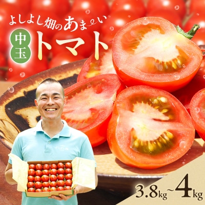 よしよし畑のあま～い トマト ( 中玉トマト ) 3.8kg ～ 4kg[No5698-1624]