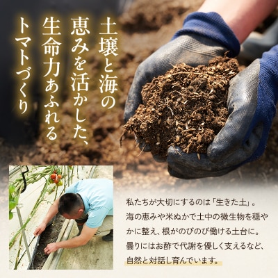 【最旬お届け!!】よしよし畑のあま～い 中玉トマト 800g ～ 1kg[No5698-1628]