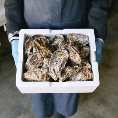 秀栄水産　瀬戸内の 牡蠣 (殻つき 約3kg)  [No.5735-0417]