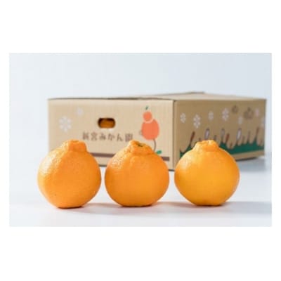 新宮みかん園の不知火　約3kg L58