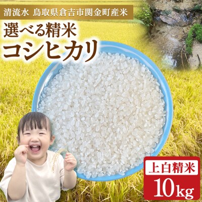 コシヒカリ 10kg(上白精米)令和7年産 新米 お米 米 こめ コメ こしひかり コシヒカリ ご飯