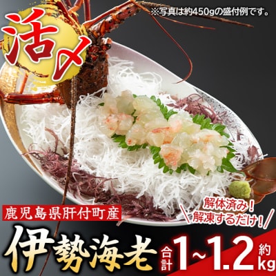 [活き〆冷凍]肝付町内之浦産　伊勢海老(えっがね)の刺身<超特大サイズ>　D47002