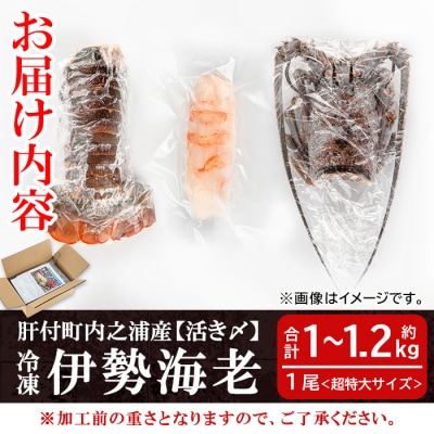 [活き〆冷凍]肝付町内之浦産　伊勢海老(えっがね)の刺身<超特大サイズ>　D47002
