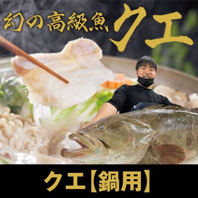【冷凍】簡単鍋用 天然クエ 600g (2～3人前) 海鮮鍋 高級魚 しゃぶしゃぶ【R01584】