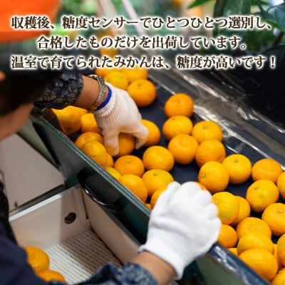 【2026年発送分】山北温室みかん 2.5kg 人気 小玉 ku-0051