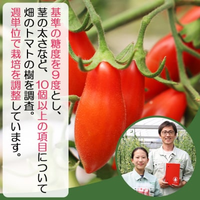 【先行受付】乙女の涙 スウィーティア ミニトマト 1kg is-0016