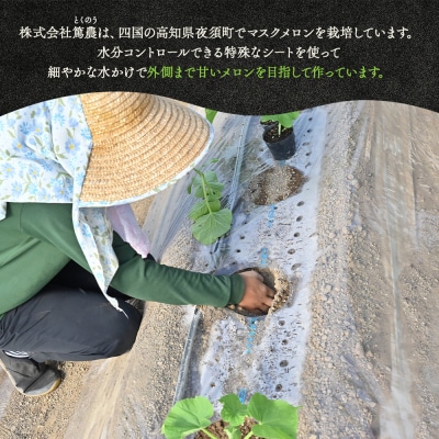 【高知県産】一果相伝 マスクメロン 2玉 tn-0012