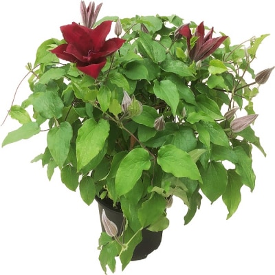 【先行受付】根本園芸 クレマチス ヌビア(赤系) 5号鉢 農林水産大臣賞受賞 母の日【10018】