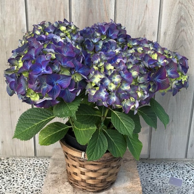 【2026年 先行予約】アジサイ ラグーン 5号 青系 | 紫陽花 あじさい ギフト 花苗 根本園芸