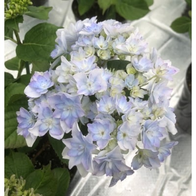 【2026年 先行予約】アジサイ 空海 5号 青系 | 紫陽花 あじさい ギフト 花苗 根本園芸