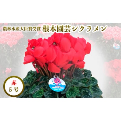 【2026年 先行予約】シクラメン レッド 5号 | 花ギフト プレゼント 贈答 花苗 根本園芸