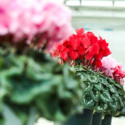 【2026年 先行予約】シクラメン 色おまかせ 8号 | 花ギフト プレゼント 花苗 鉢植 根本園芸