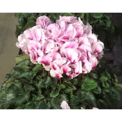 根本園芸 シクラメンイルミナ 【6号】 (先行受付) 鉢花 鉢植え 花【1003301】