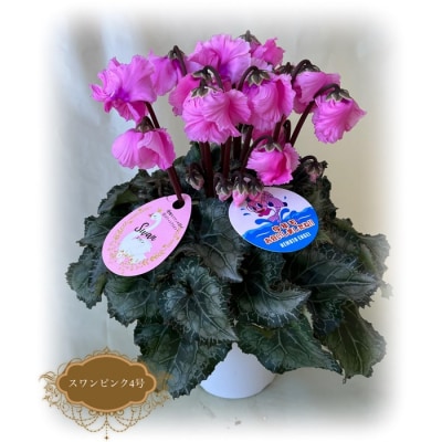 【先行受付】根本園芸シクラメン　スワンピンク ガーデンシクラメン 【4号】 【1004701】
