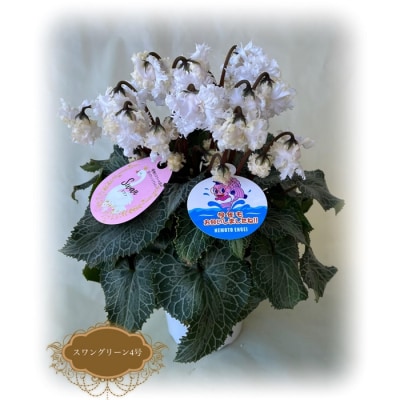 【先行受付】根本園芸シクラメン　スワングリーン ガーデンシクラメン 【4号】【1004601】