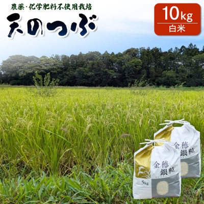 天のつぶ 白米 10kg 令和7年産 | コメ 大粒 栽培期間中農薬・化学肥料不使用 みさき未来