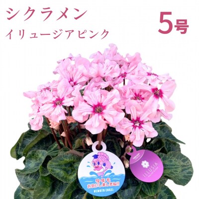 【2026年 先行予約】シクラメン イリュージア ピンクラテ 5号 | 花ギフト 贈答 根本園芸