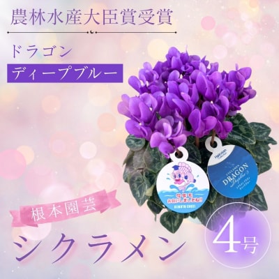 【2026年 先行予約】シクラメン ドラゴン ディープブルー 4号 | 花ギフト 贈答 根本園芸