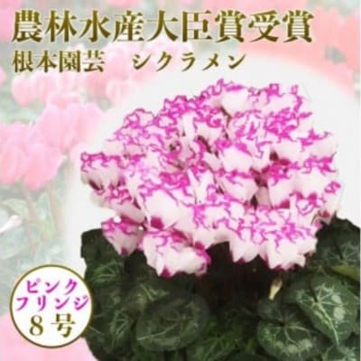 【2026年 先行予約】シクラメン フリンジ ピンク系 8号 | 花ギフト プレゼント 根本園芸