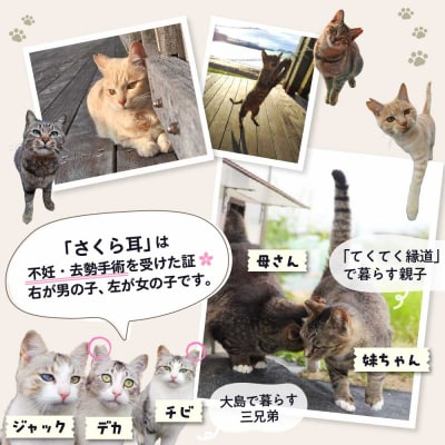 【返礼品なし】「むな猫(旧:てくてくさくらねこ)」　地域猫活動支援【むな猫】_HA1118